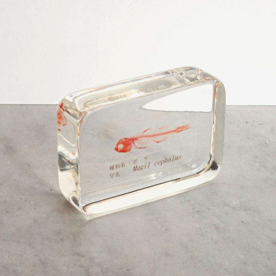 ボラ単色染色樹脂封入標本 M (木製標本箱入り) | 11枚目