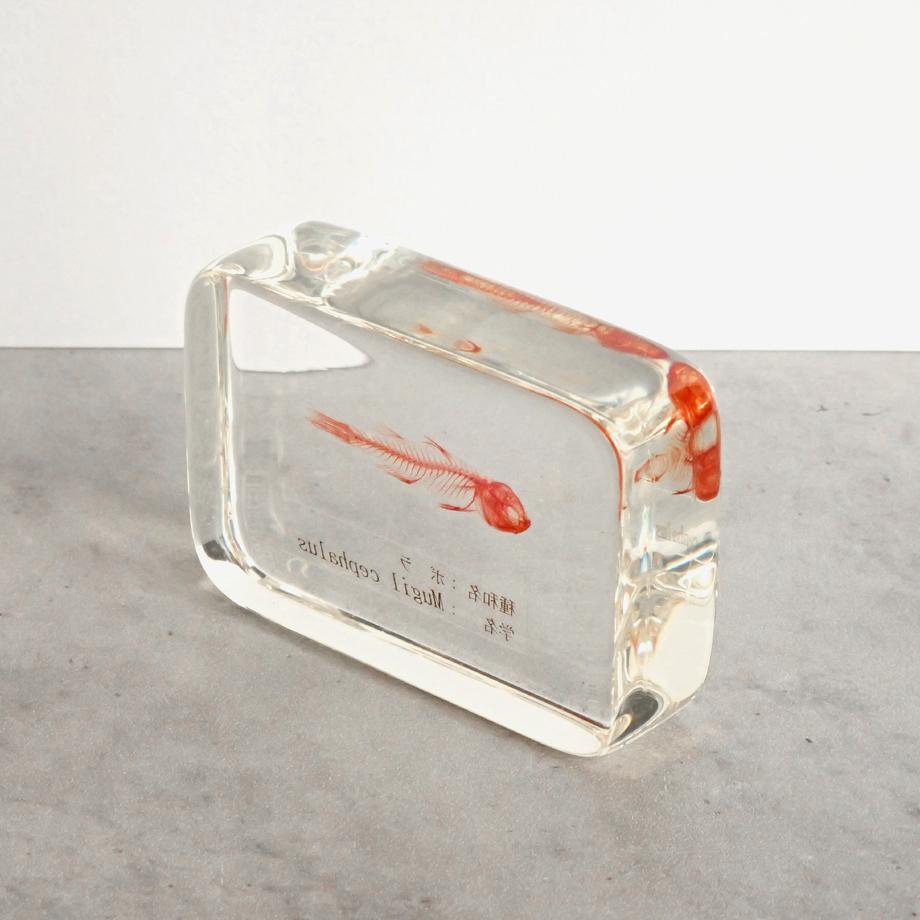 ボラ単色染色樹脂封入標本 M (木製標本箱入り) | 12枚目