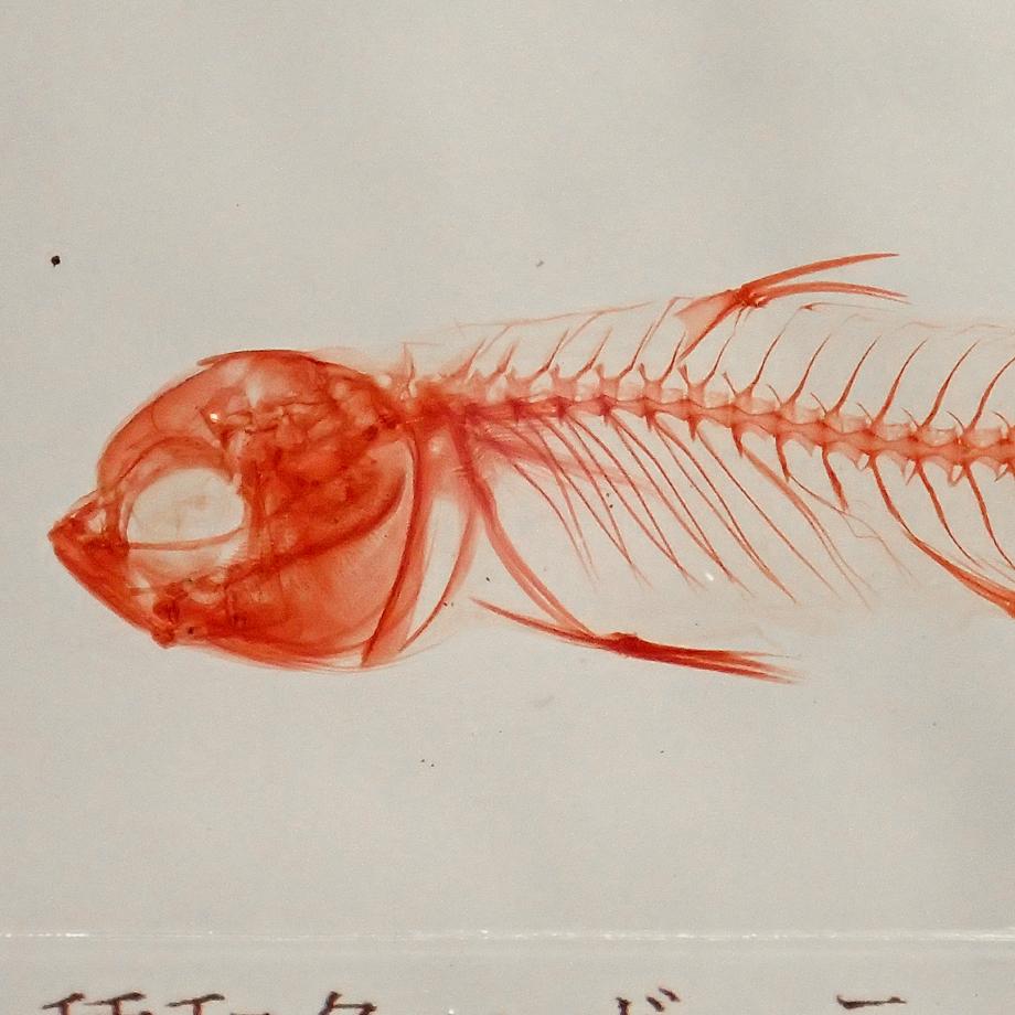 ボラ単色染色樹脂封入標本 M (木製標本箱入り) | 13枚目