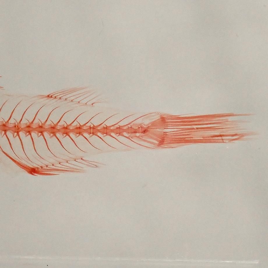 ボラ単色染色樹脂封入標本 M (木製標本箱入り) | 14枚目