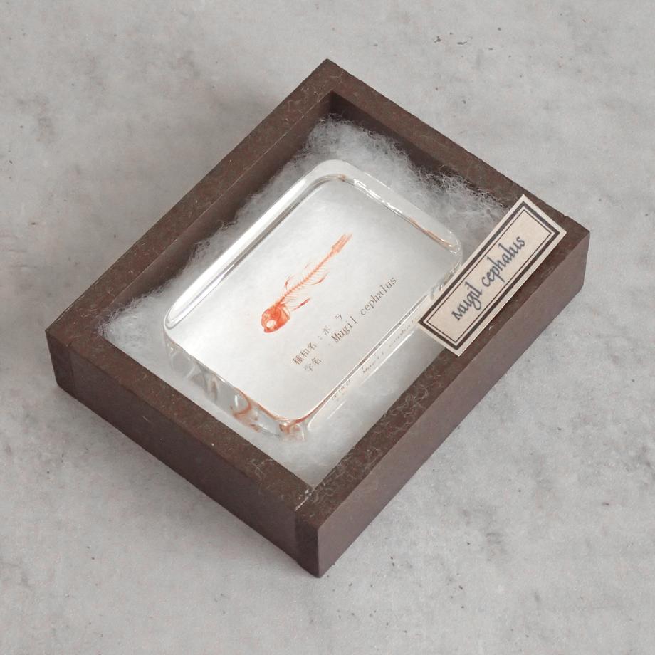 ボラ単色染色樹脂封入標本 M (木製標本箱入り) | 15枚目