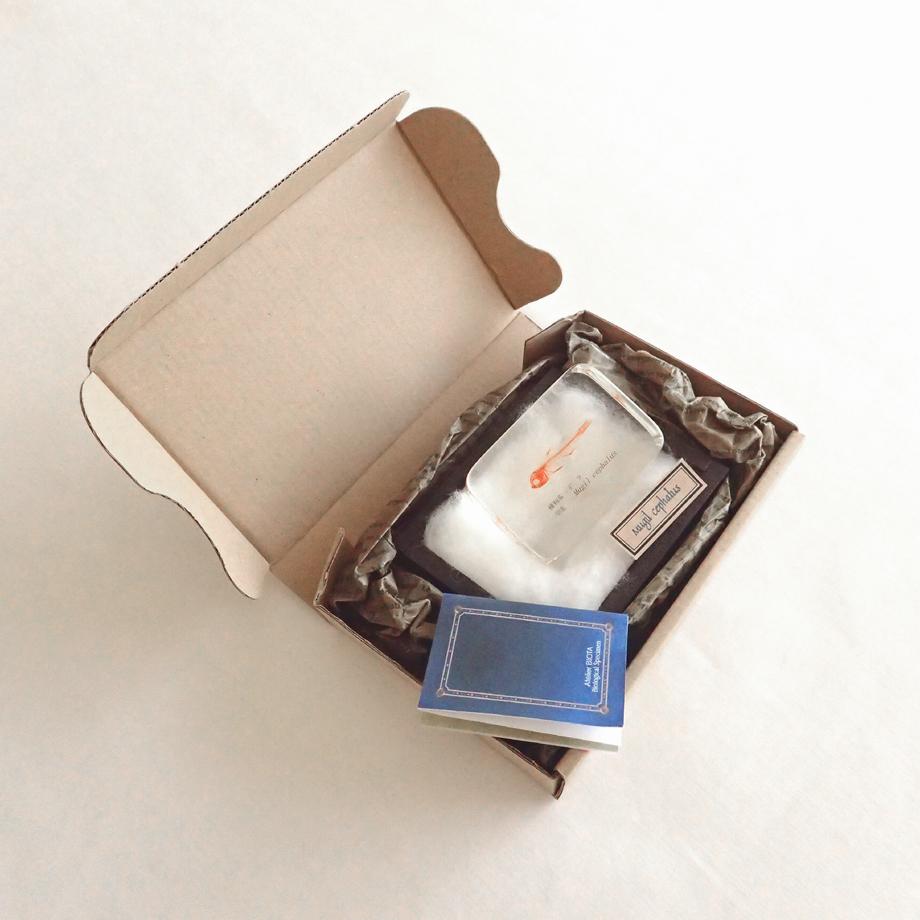 ボラ単色染色樹脂封入標本 M (木製標本箱入り) | 16枚目