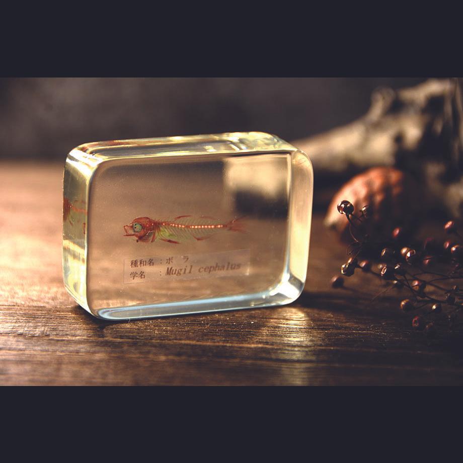 ボラ二重染色樹脂封入標本 M (木製標本箱入り) | 18枚目