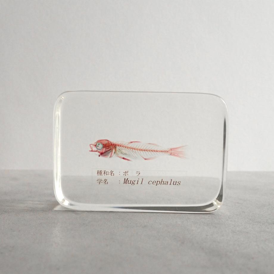 ボラ二重染色樹脂封入標本 M (木製標本箱入り) | 5枚目