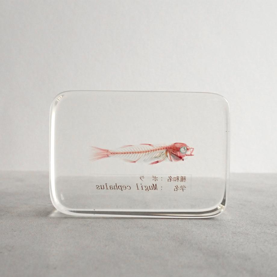 ボラ二重染色樹脂封入標本 M (木製標本箱入り) | 6枚目