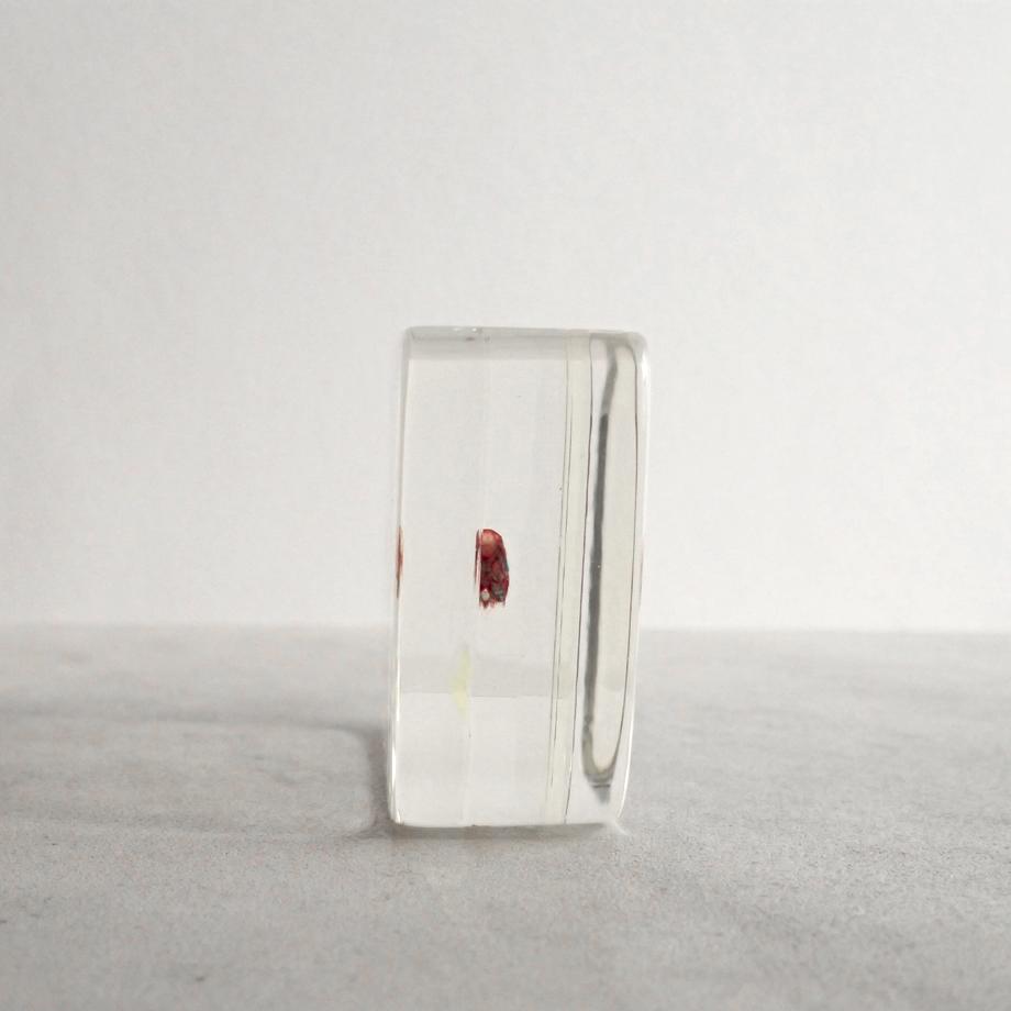 ボラ二重染色樹脂封入標本 M (木製標本箱入り) | 7枚目