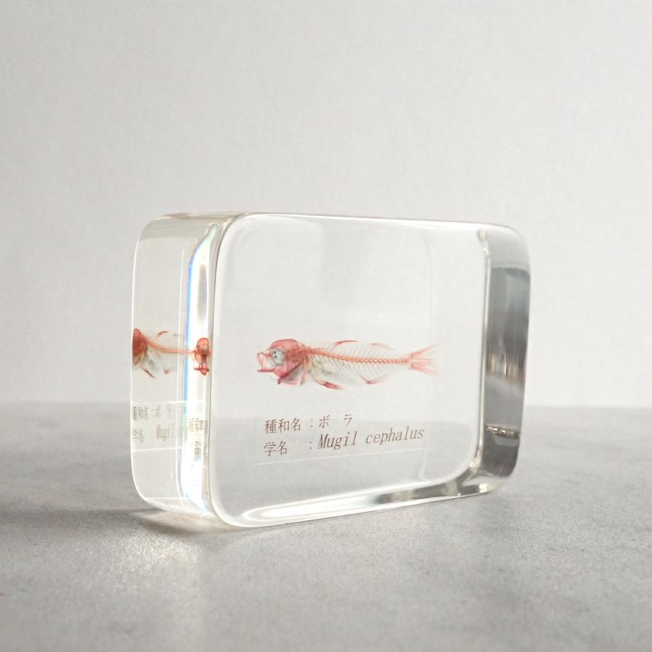 ボラ二重染色樹脂封入標本 M (木製標本箱入り) | 8枚目