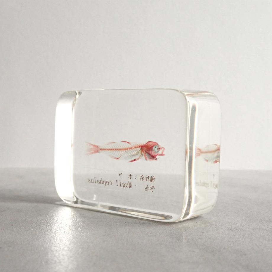 ボラ二重染色樹脂封入標本 M (木製標本箱入り) | 9枚目