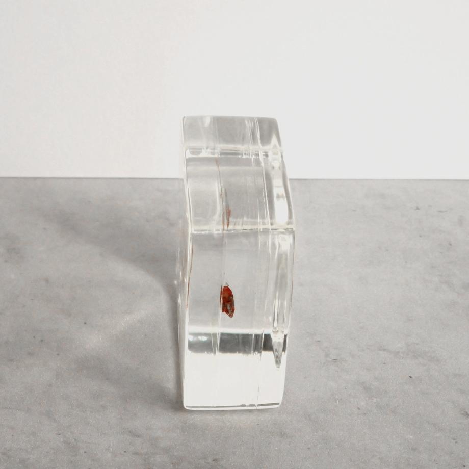 ボラ二重染色樹脂封入標本 M (木製標本箱入り) | 10枚目