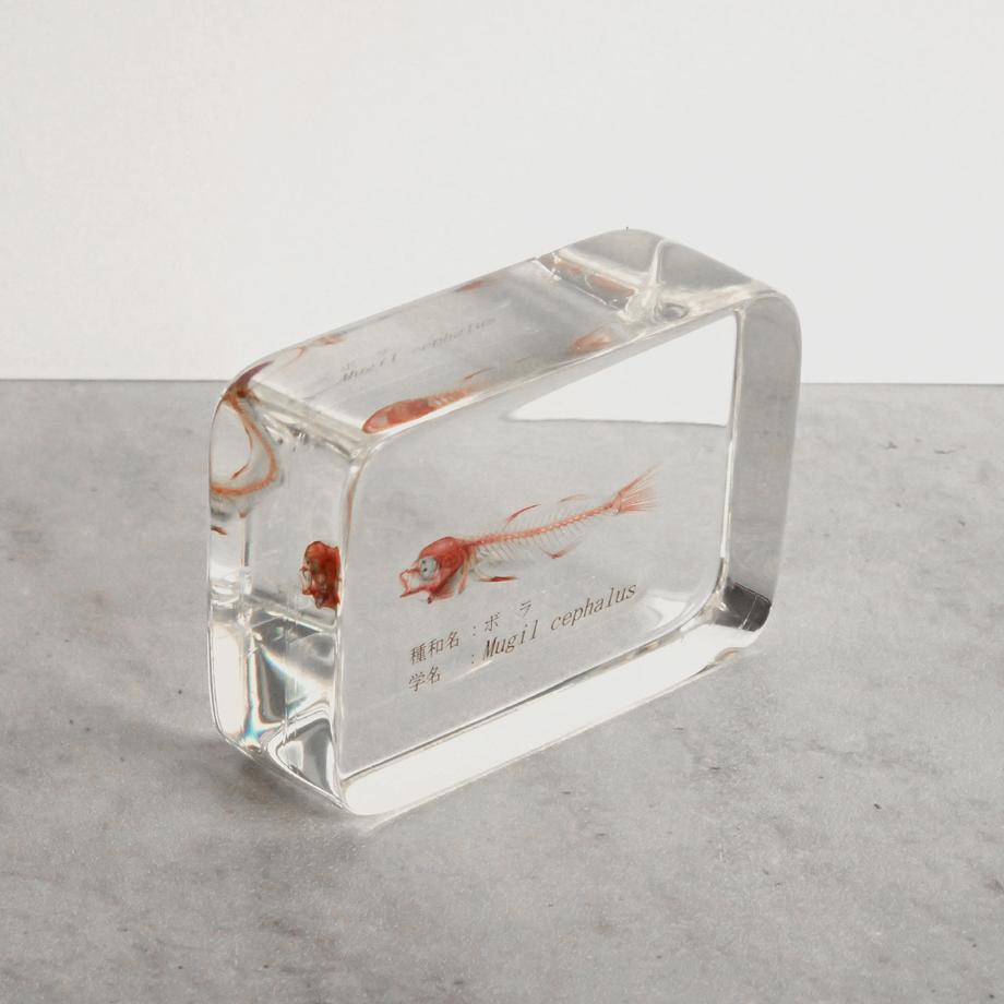 ボラ二重染色樹脂封入標本 M (木製標本箱入り) | 11枚目