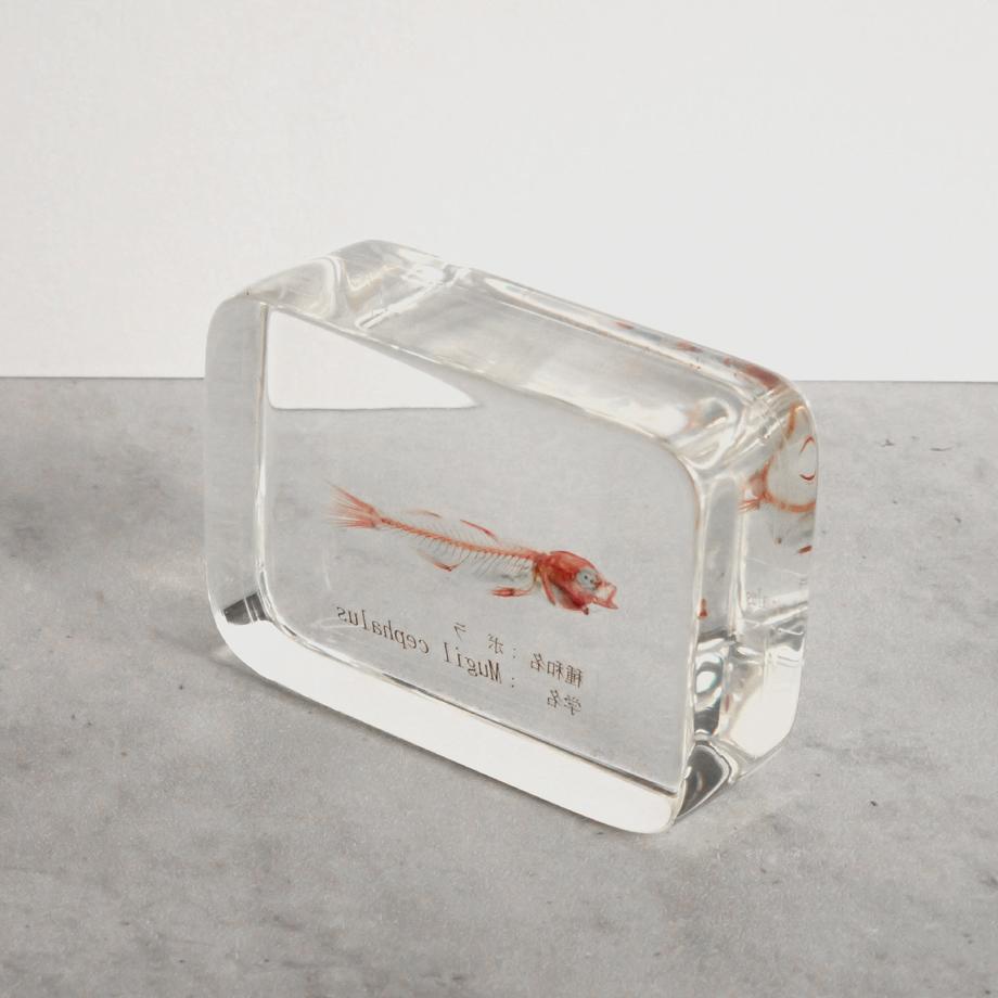 ボラ二重染色樹脂封入標本 M (木製標本箱入り) | 12枚目