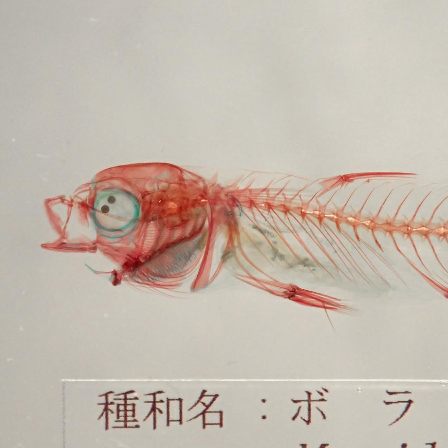 ボラ二重染色樹脂封入標本 M (木製標本箱入り) | 13枚目