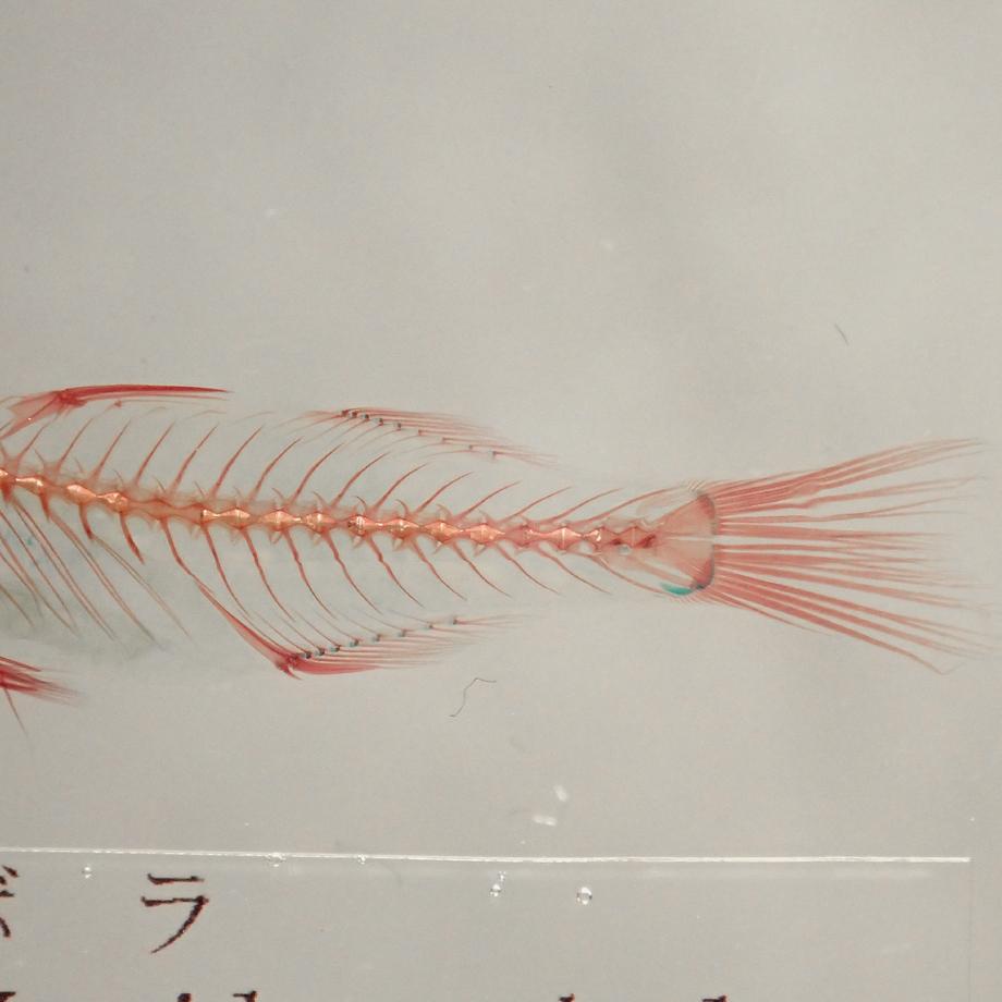 ボラ二重染色樹脂封入標本 M (木製標本箱入り) | 14枚目