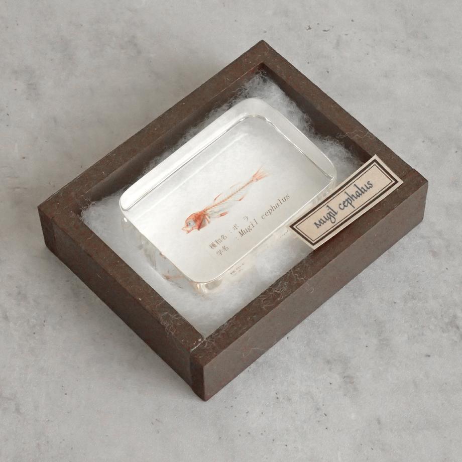 ボラ二重染色樹脂封入標本 M (木製標本箱入り) | 15枚目