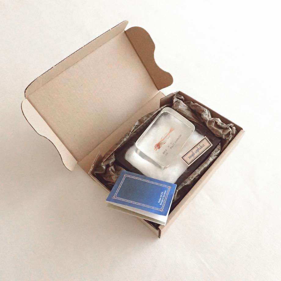 ボラ二重染色樹脂封入標本 M (木製標本箱入り) | 16枚目