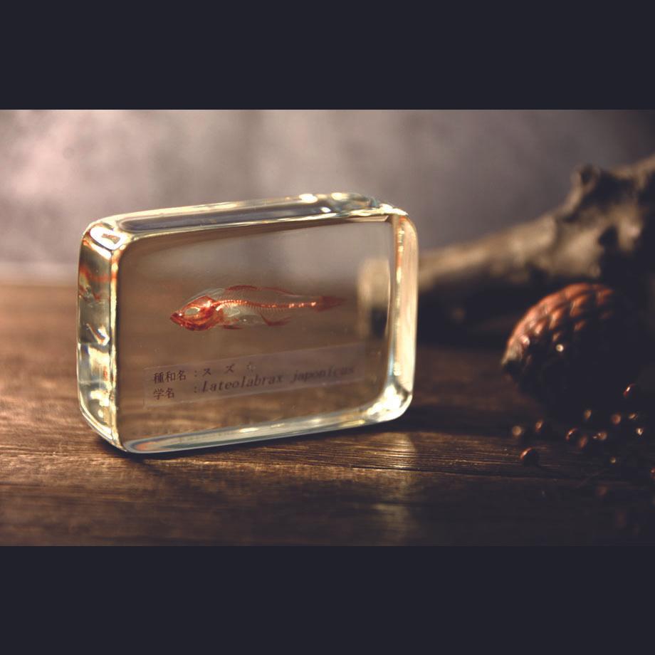 スズキ単色染色樹脂封入標本 M (木製標本箱入り) | 18枚目