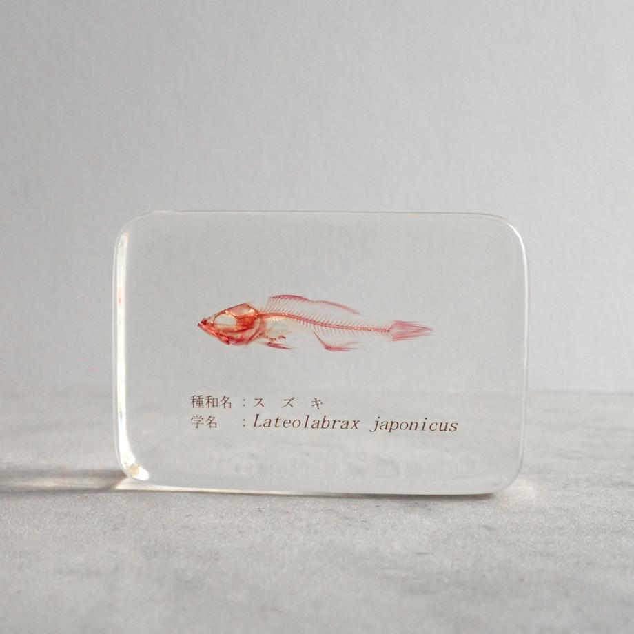 スズキ単色染色樹脂封入標本 M (木製標本箱入り) | 5枚目