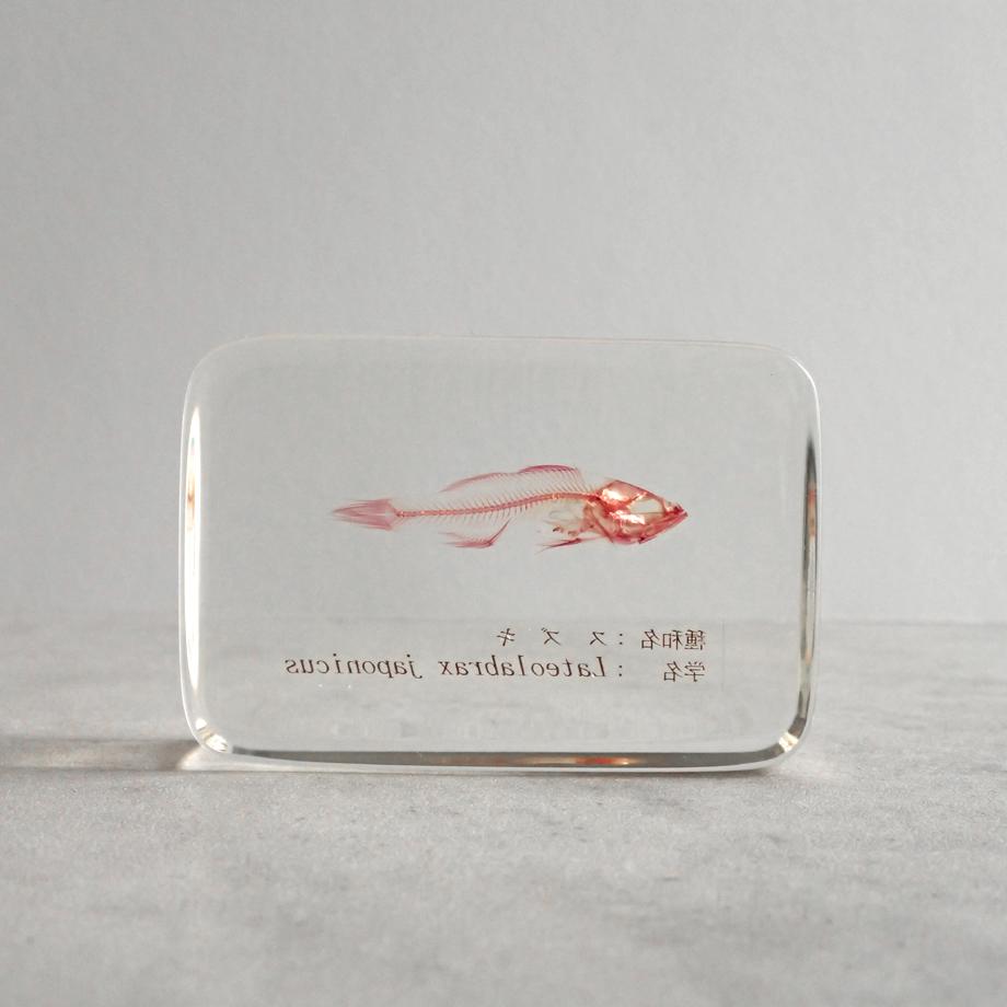 スズキ単色染色樹脂封入標本 M (木製標本箱入り) | 6枚目