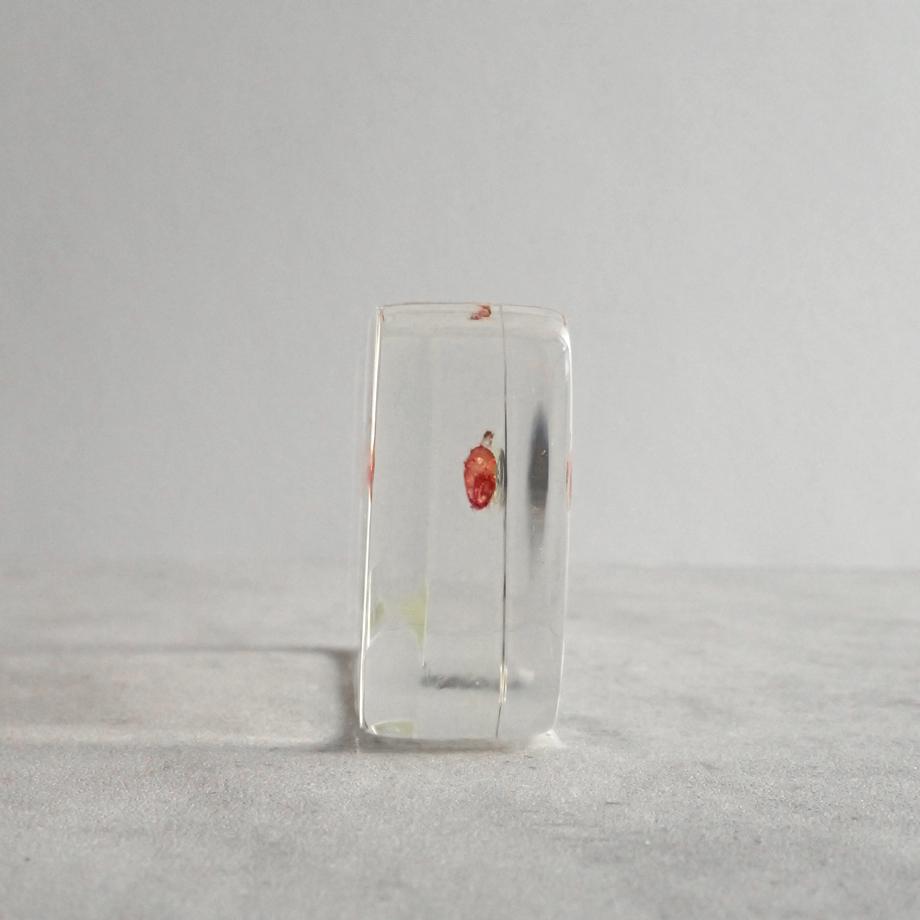 スズキ単色染色樹脂封入標本 M (木製標本箱入り) | 7枚目