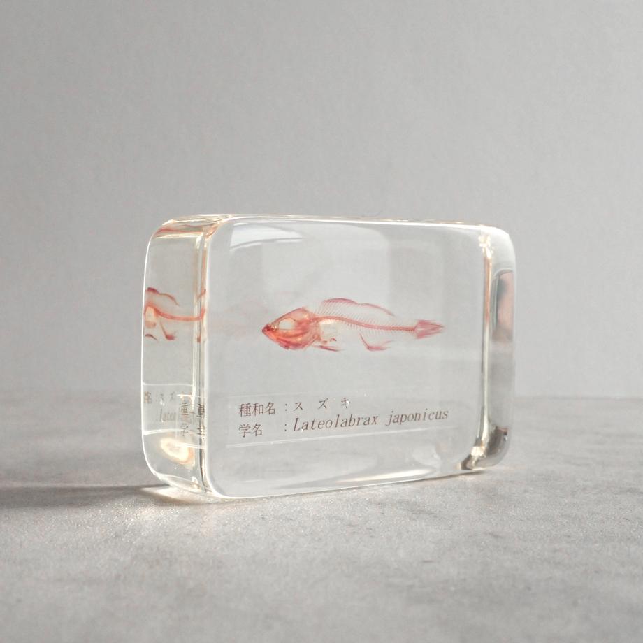 スズキ単色染色樹脂封入標本 M (木製標本箱入り) | 8枚目