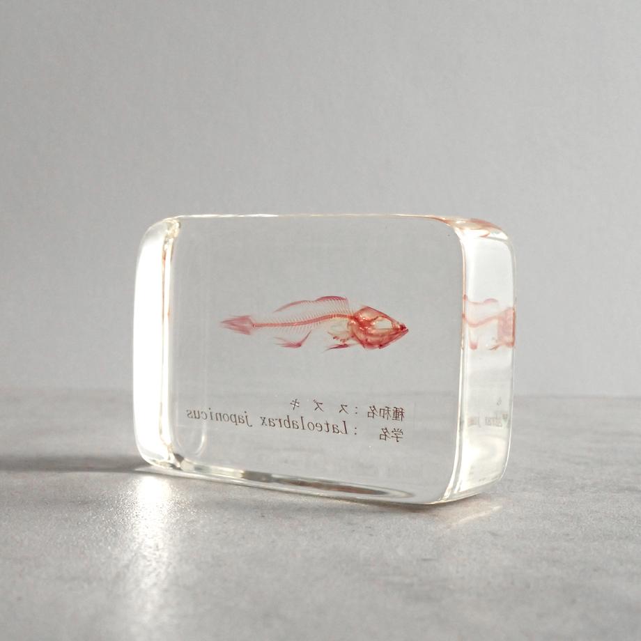 スズキ単色染色樹脂封入標本 M (木製標本箱入り) | 9枚目