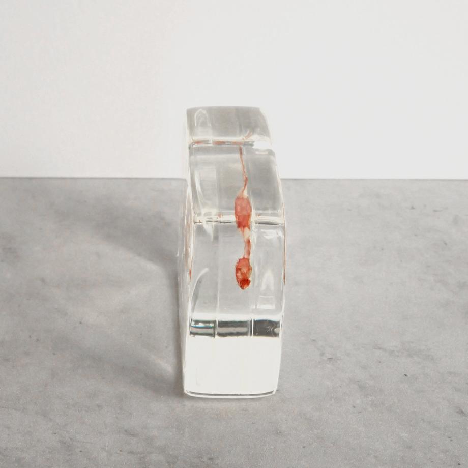 スズキ単色染色樹脂封入標本 M (木製標本箱入り) | 10枚目