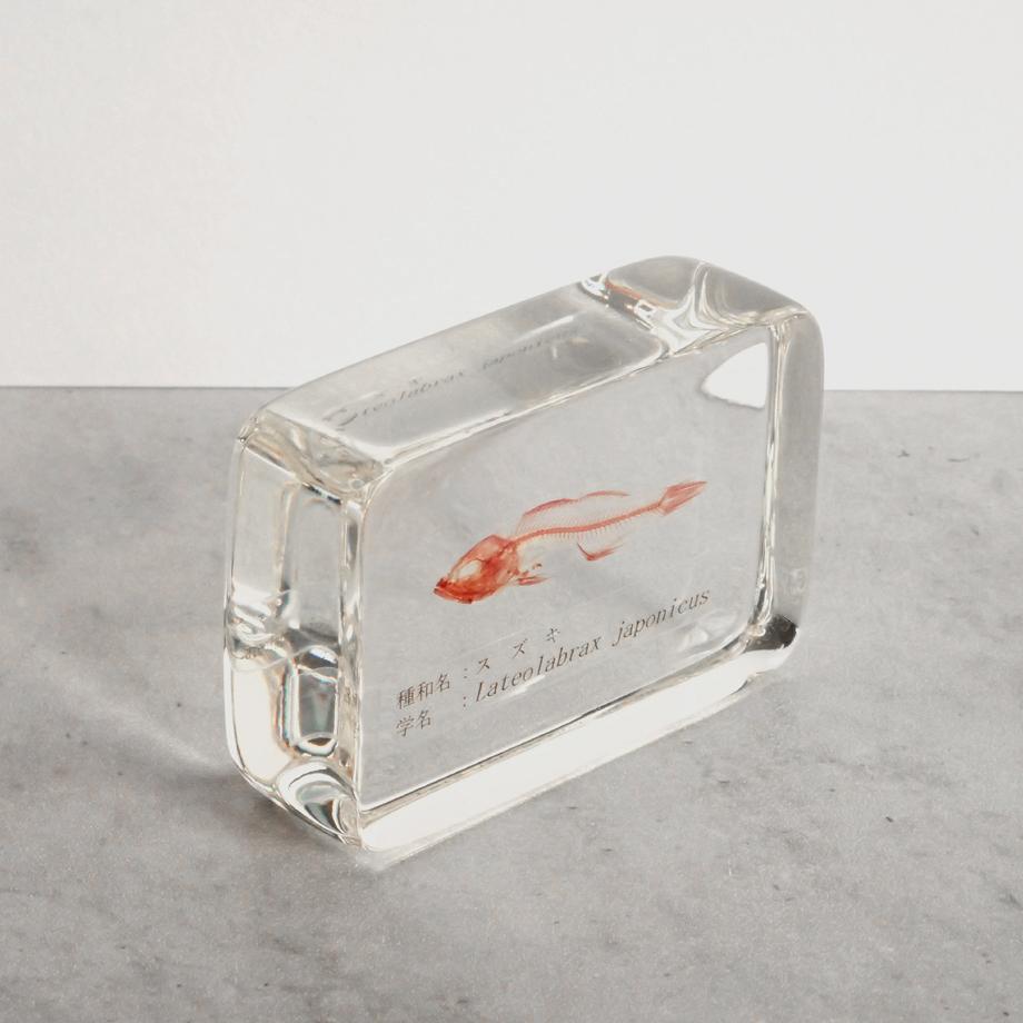 スズキ単色染色樹脂封入標本 M (木製標本箱入り) | 11枚目