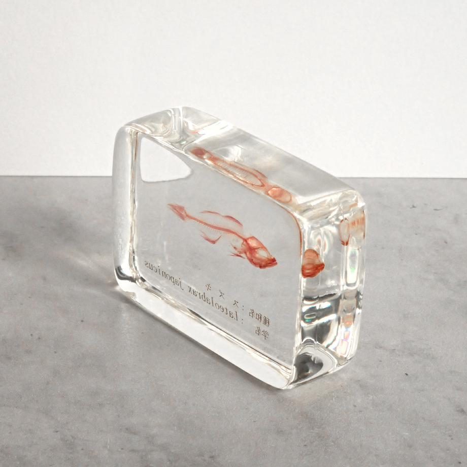 スズキ単色染色樹脂封入標本 M (木製標本箱入り) | 12枚目