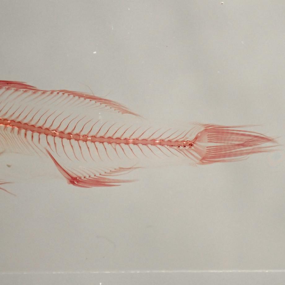 スズキ単色染色樹脂封入標本 M (木製標本箱入り) | 14枚目