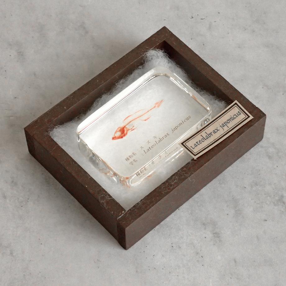 スズキ単色染色樹脂封入標本 M (木製標本箱入り) | 15枚目