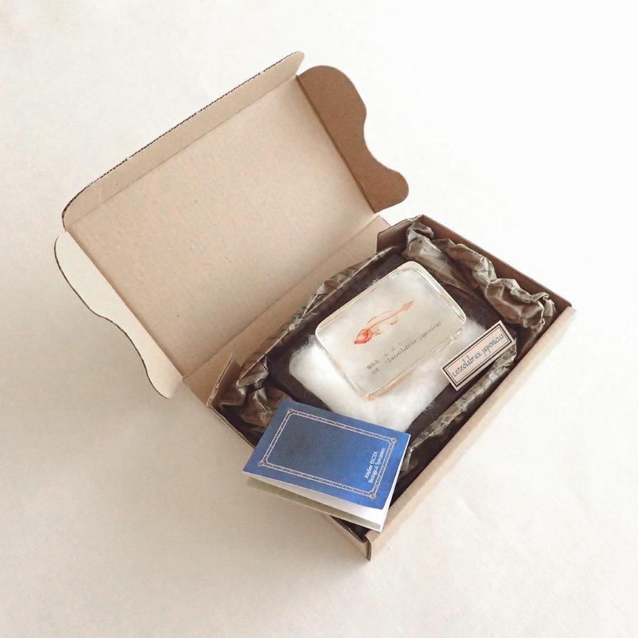 スズキ単色染色樹脂封入標本 M (木製標本箱入り) | 16枚目