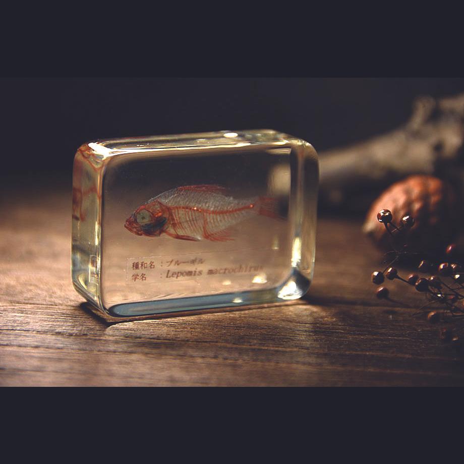 ブルーギル二重染色樹脂封入標本 M (木製標本箱入り) | 18枚目