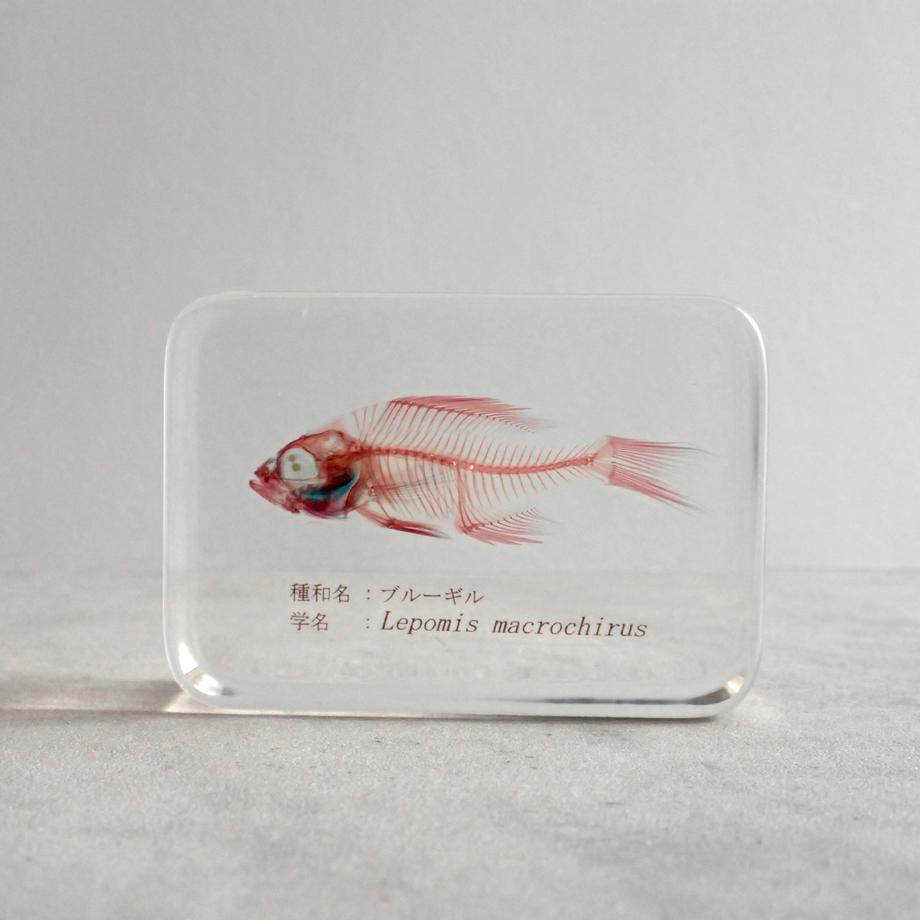 ブルーギル二重染色樹脂封入標本 M (木製標本箱入り) | 5枚目