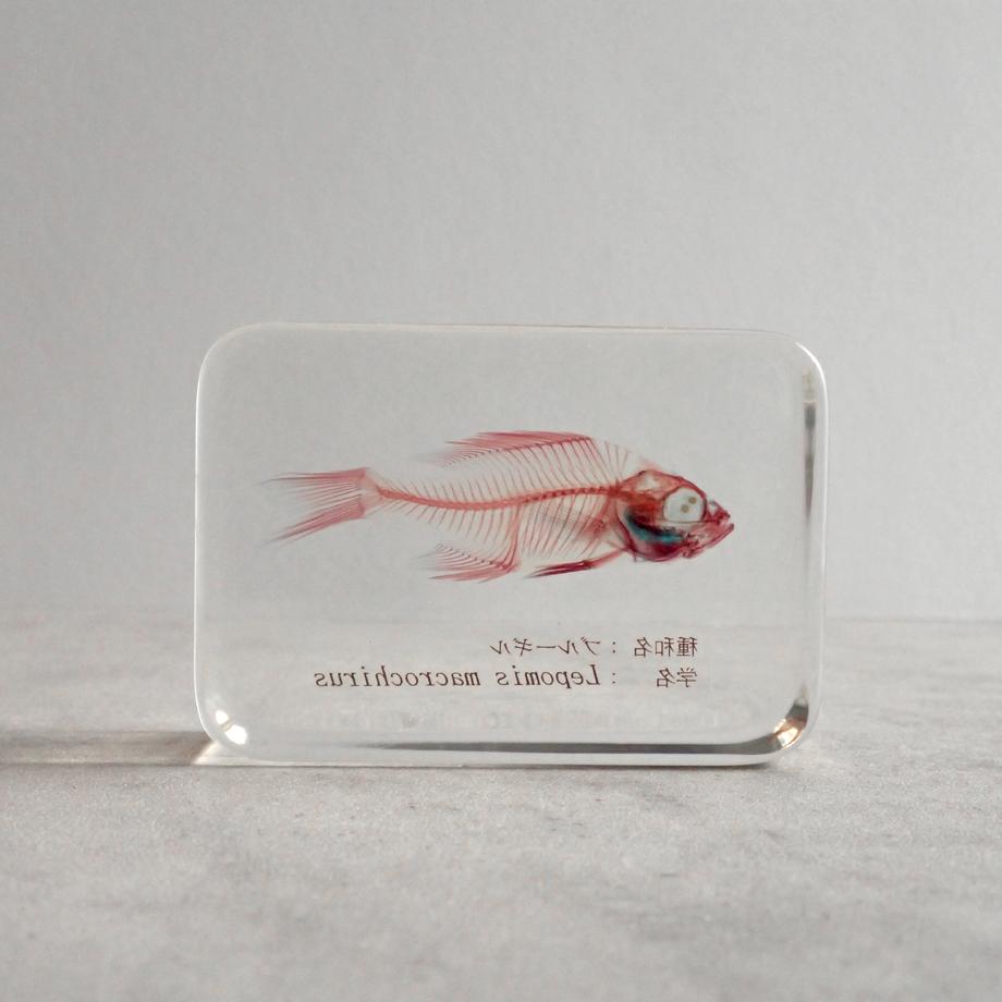 ブルーギル二重染色樹脂封入標本 M (木製標本箱入り) | 6枚目