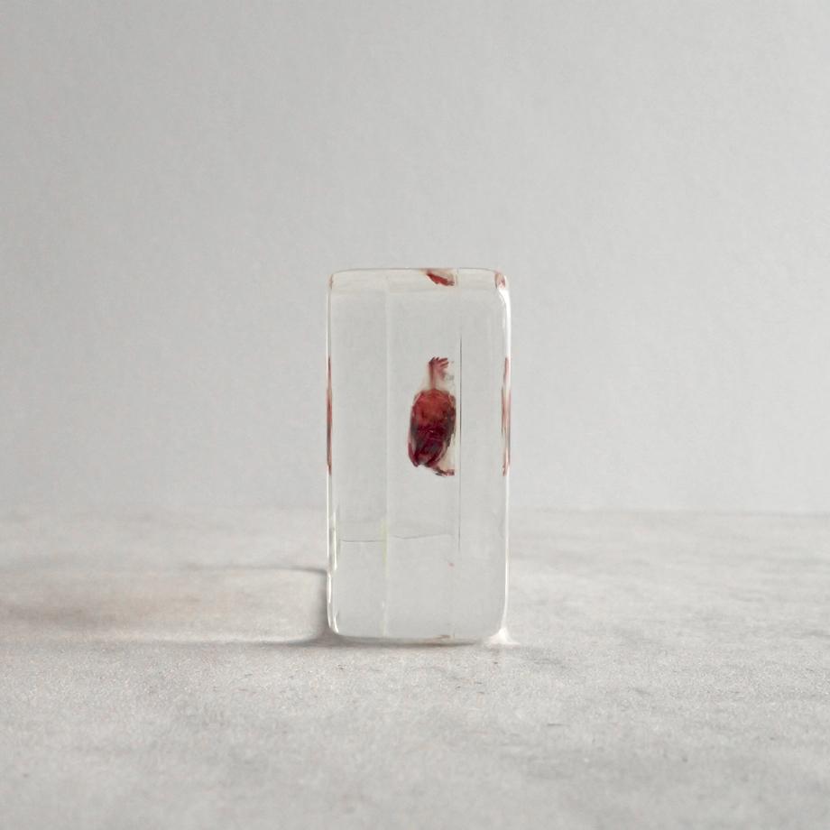 ブルーギル二重染色樹脂封入標本 M (木製標本箱入り) | 7枚目