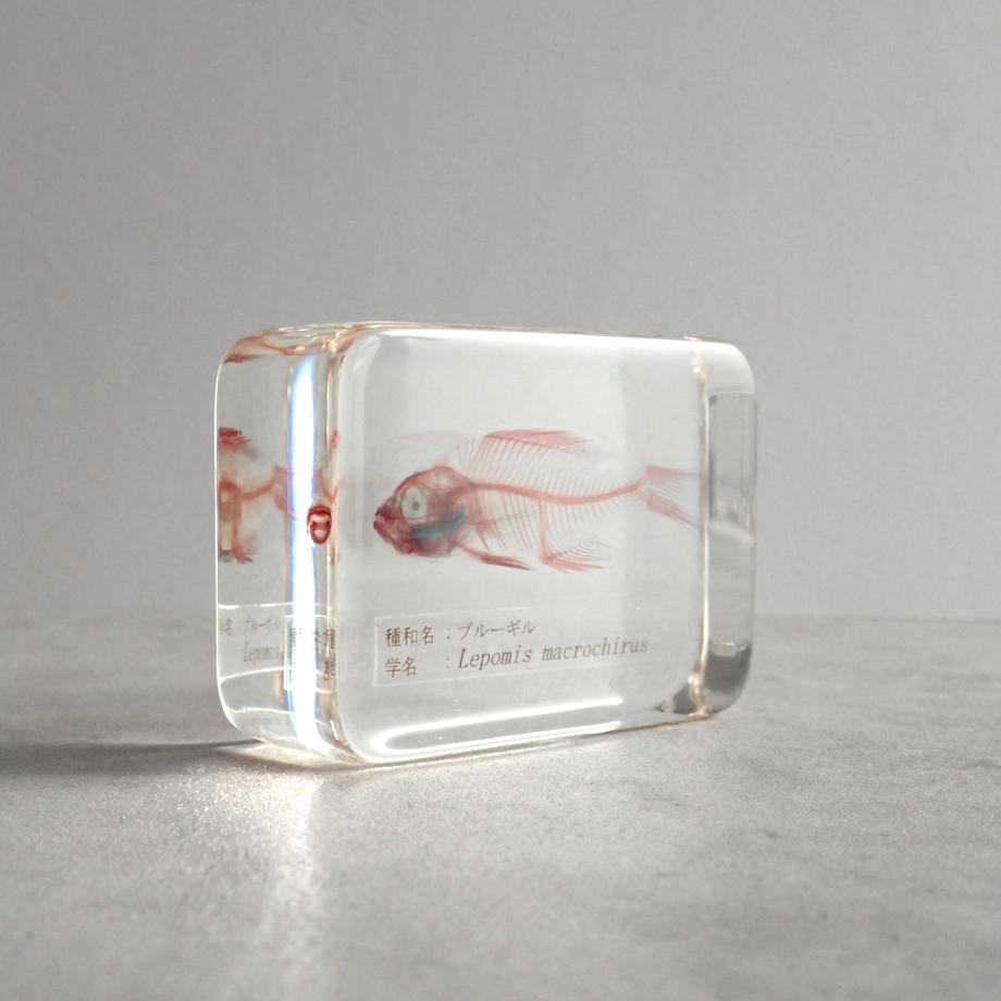 ブルーギル二重染色樹脂封入標本 M (木製標本箱入り) | 8枚目