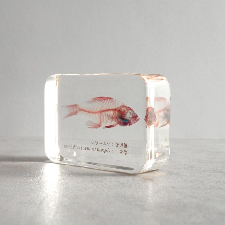 ブルーギル二重染色樹脂封入標本 M (木製標本箱入り) | 9枚目