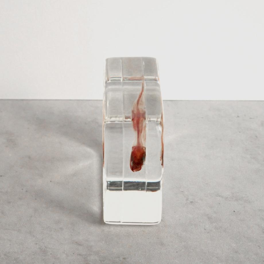 ブルーギル二重染色樹脂封入標本 M (木製標本箱入り) | 10枚目