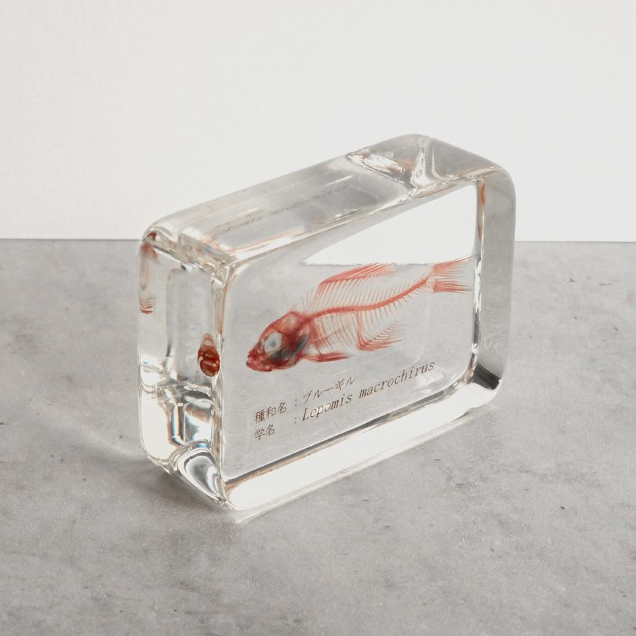 ブルーギル二重染色樹脂封入標本 M (木製標本箱入り) | 11枚目