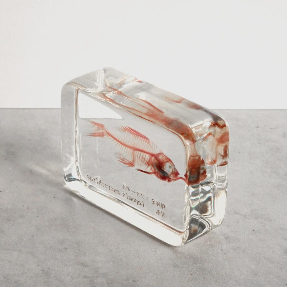 ブルーギル二重染色樹脂封入標本 M (木製標本箱入り) | 12枚目