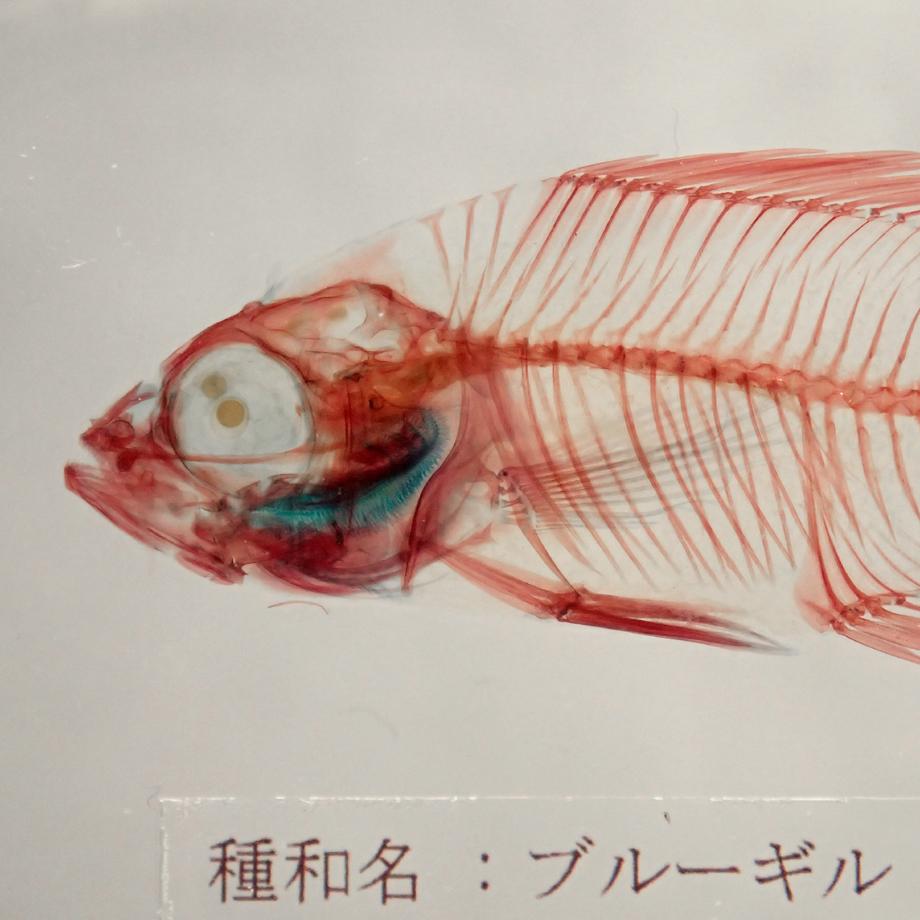 ブルーギル二重染色樹脂封入標本 M (木製標本箱入り) | 13枚目