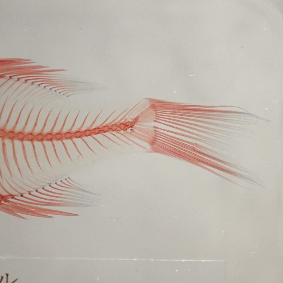 ブルーギル二重染色樹脂封入標本 M (木製標本箱入り) | 14枚目