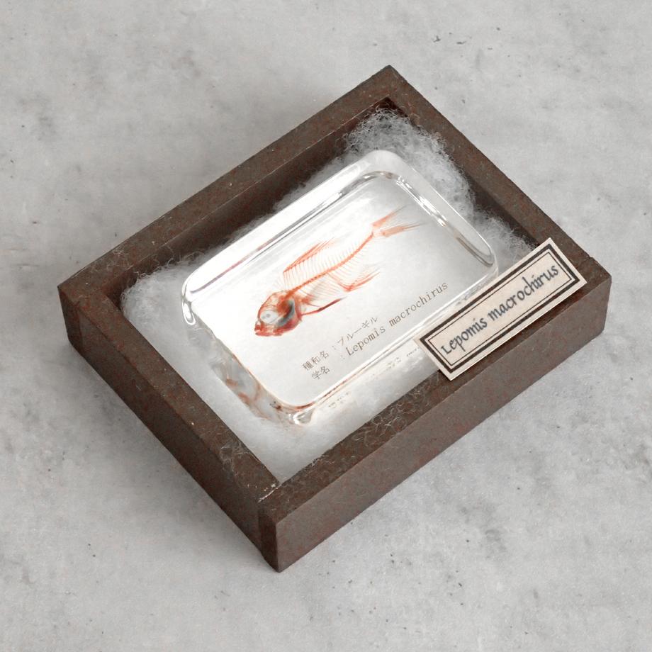 ブルーギル二重染色樹脂封入標本 M (木製標本箱入り) | 15枚目