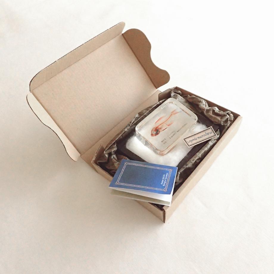 ブルーギル二重染色樹脂封入標本 M (木製標本箱入り) | 16枚目