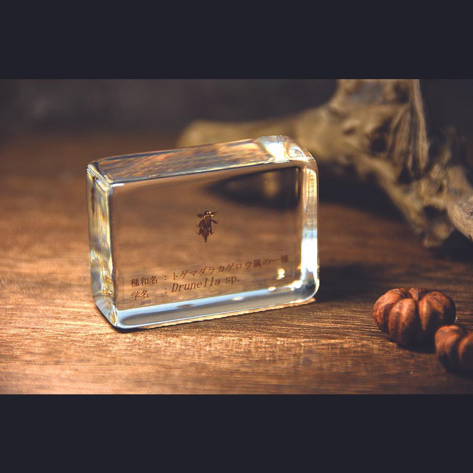 トゲマダラカゲロウ属の一種樹脂封入標本 S (木製標本箱入り) | 18枚目