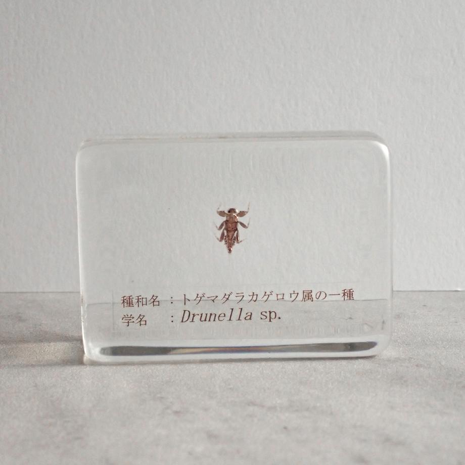 トゲマダラカゲロウ属の一種樹脂封入標本 S (木製標本箱入り)