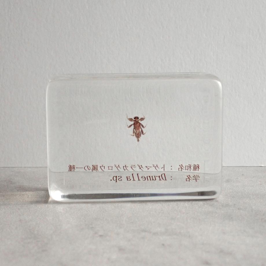 トゲマダラカゲロウ属の一種樹脂封入標本 S (木製標本箱入り) | 6枚目