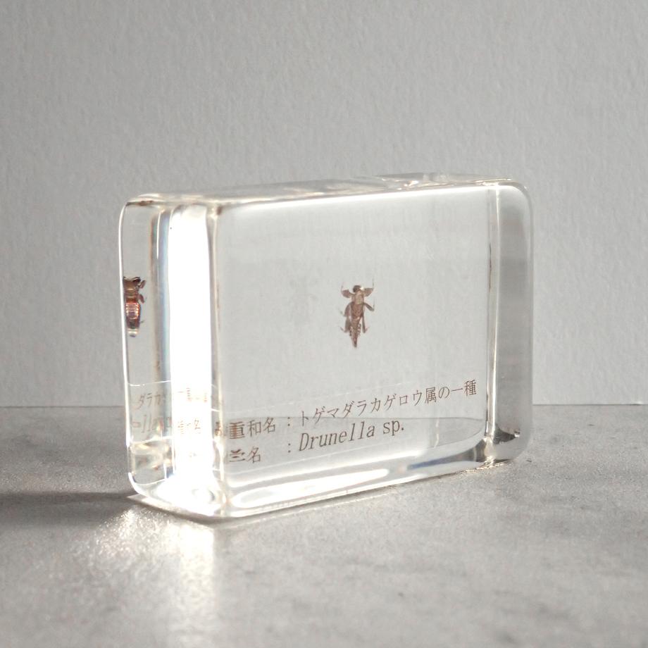 トゲマダラカゲロウ属の一種樹脂封入標本 S (木製標本箱入り) | 8枚目