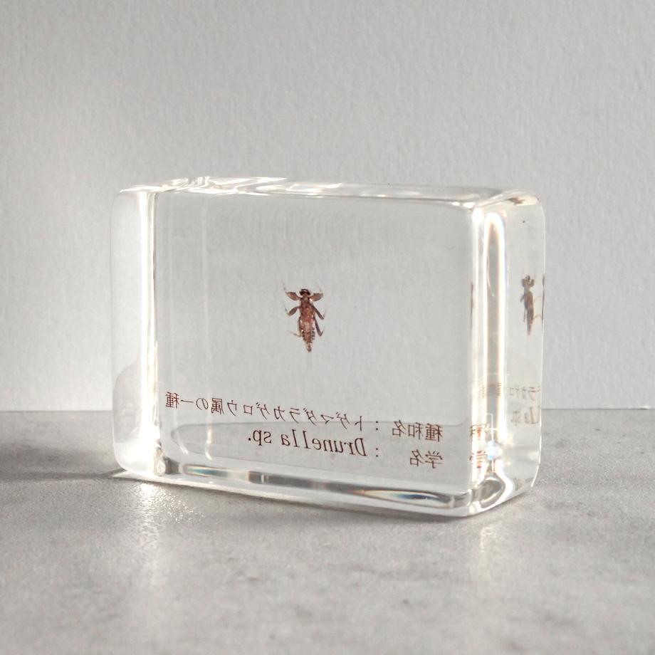 トゲマダラカゲロウ属の一種樹脂封入標本 S (木製標本箱入り) | 9枚目