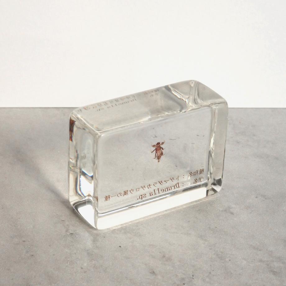 トゲマダラカゲロウ属の一種樹脂封入標本 S (木製標本箱入り) | 11枚目